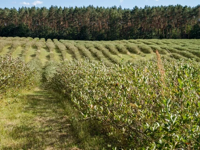 Aronia Feld in Veitsbronn von der Aronia Alm
